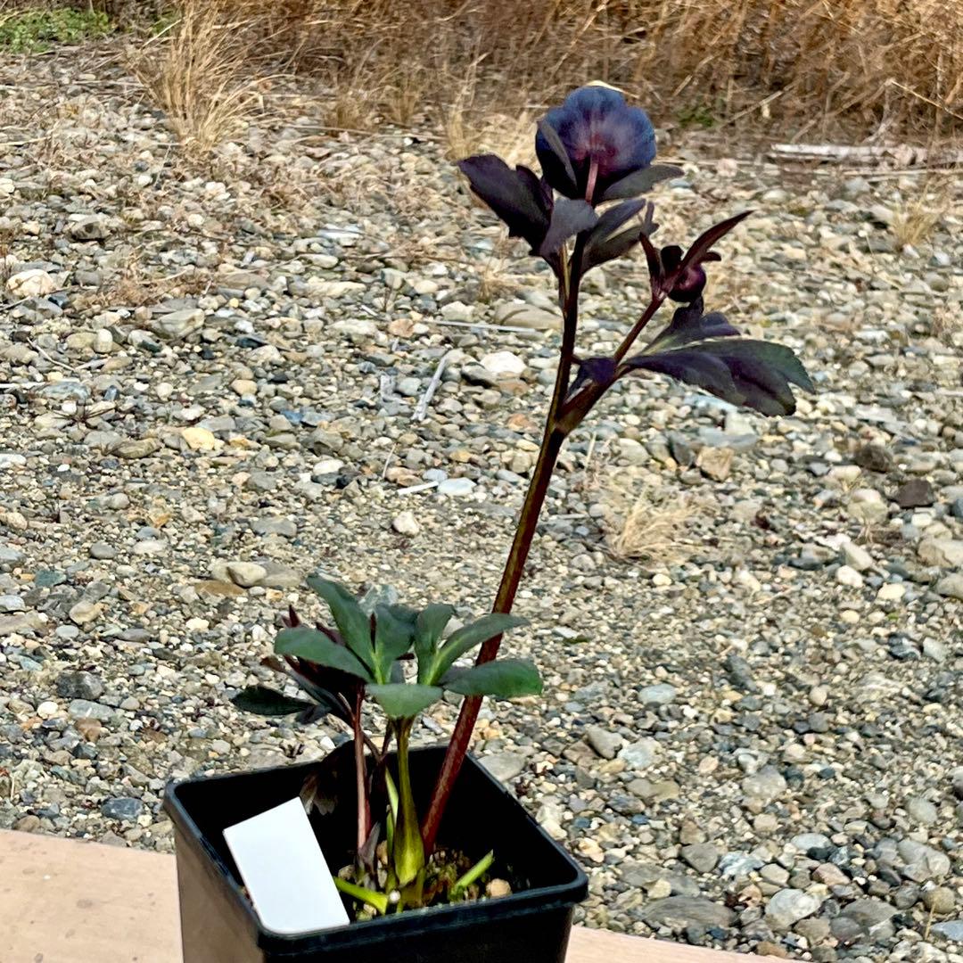 ノアロ　ポット発送☘️限定1株未株分☘️3047【新芽いっぱい⭐️超極上⭐️写楽】