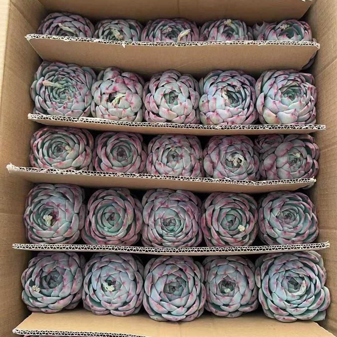 Top【選抜株】多肉植物　19157アイスランディック　コフィー 36個　鉢無し