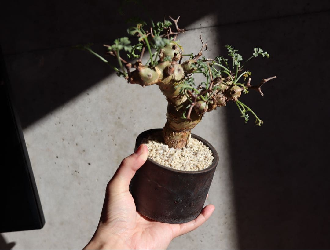 現地株　発根済み　ペラルゴニウム　クリズミフォリウム