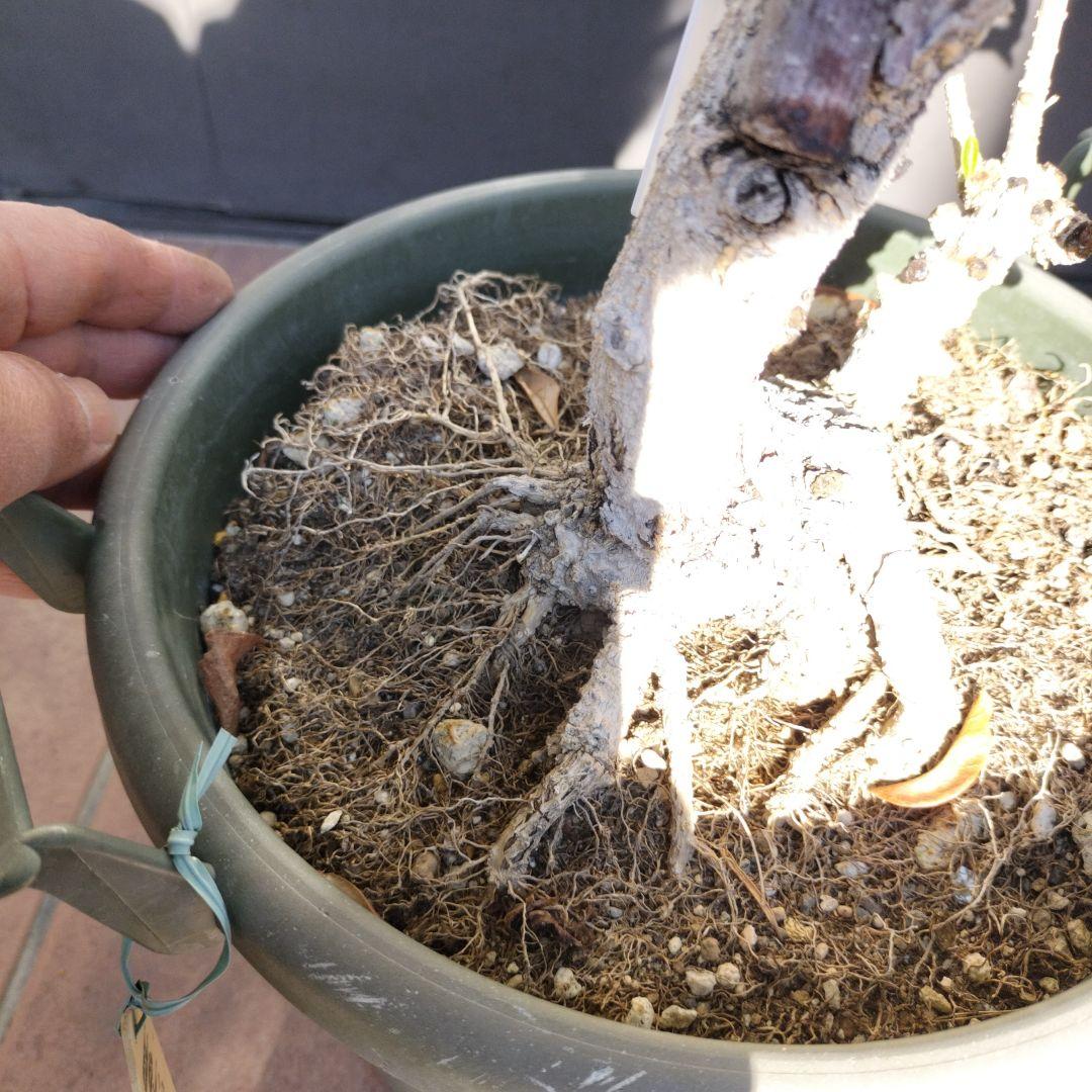 オリーブの木　ジャンボカラマタ　接ぎ木　小倉園