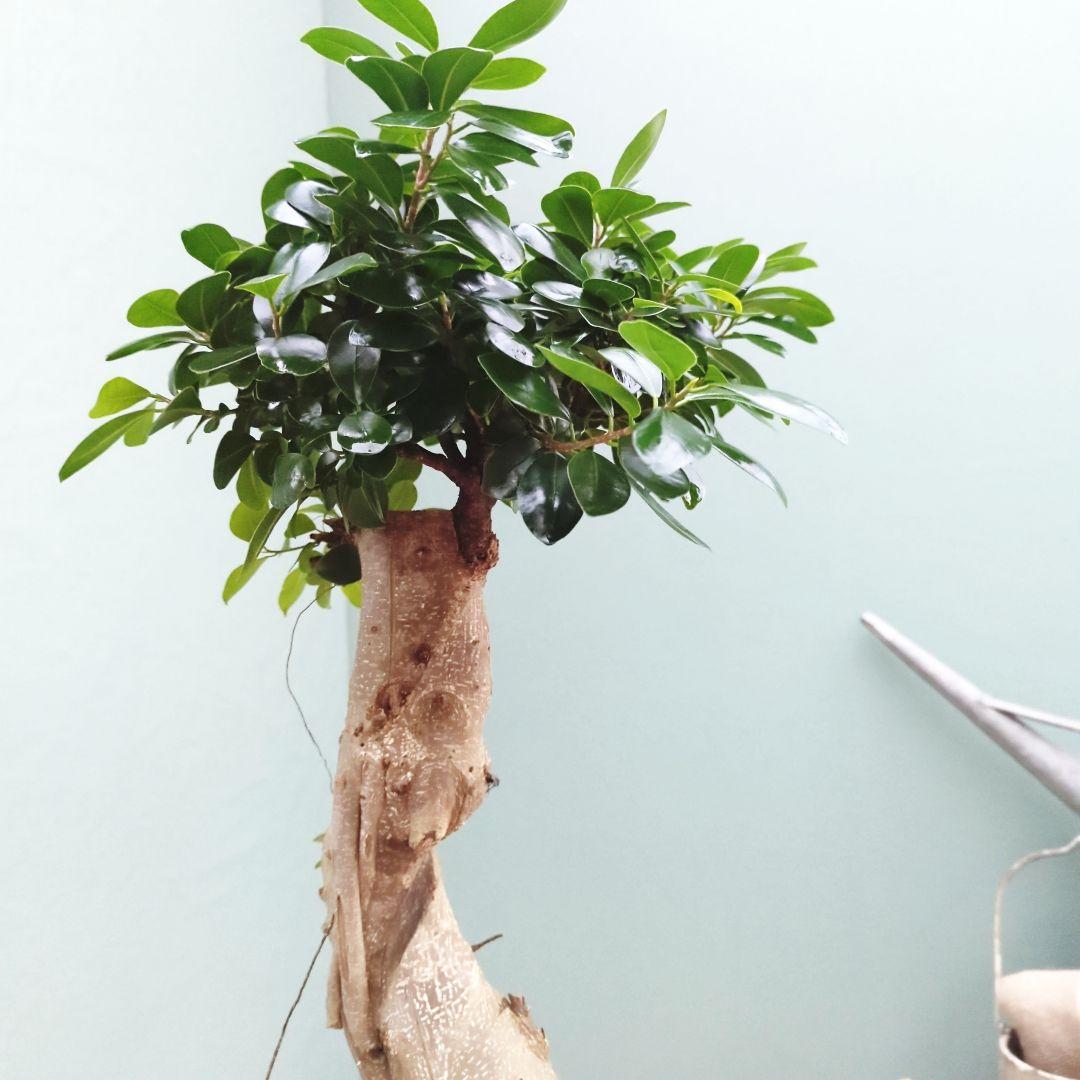 希少！ 太幹 曲がり 昇り龍ガジュマル 根上りガジュマル７号