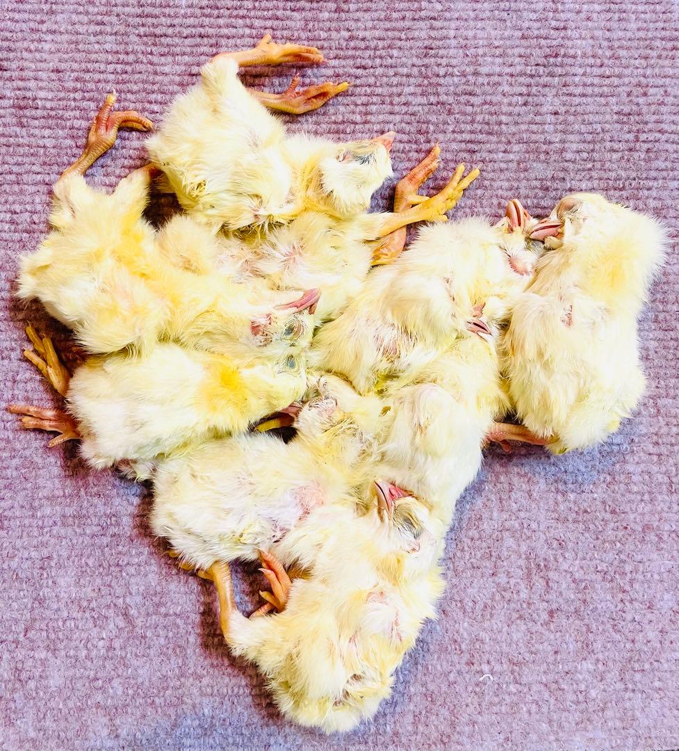 リピート購入、複数購入で＋10羽 送料無料 国産 新鮮安全 冷凍ひよこ 400羽