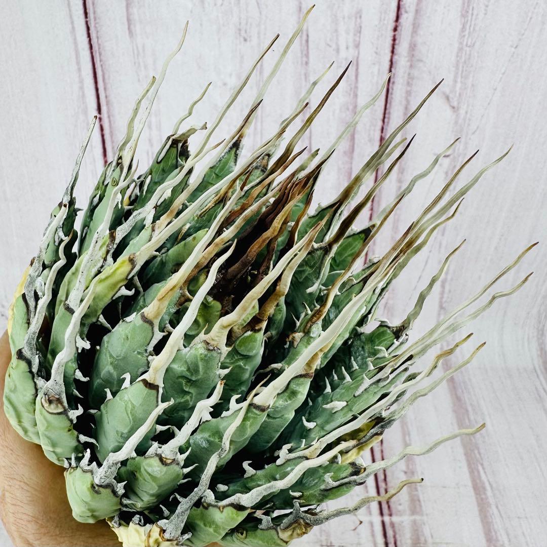 ① アガベ ユタエンシス エボリスピナ ロングスパイン 陽炎