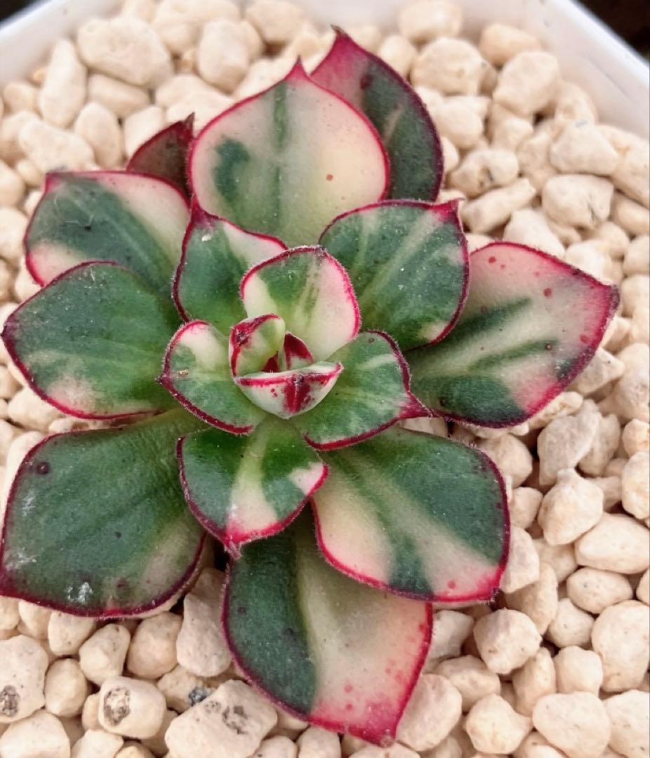 ジョアンダニエル錦　微根&ノーブルレッド錦&沙羅姫錦&エンシノ錦&フローレンス錦