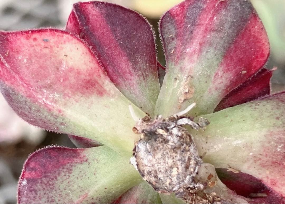 ジョアンダニエル錦　微根&ノーブルレッド錦&沙羅姫錦&エンシノ錦&フローレンス錦