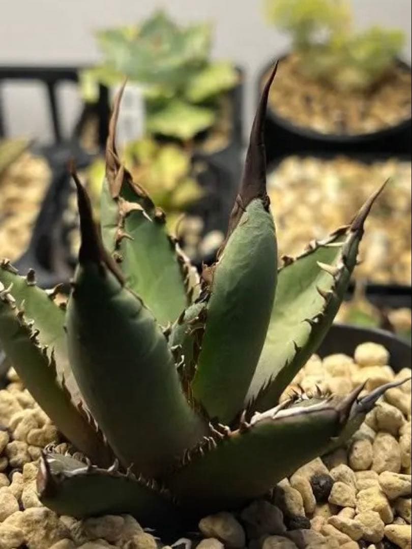 アガベ ホワイトファング 発根済み　鉢植え発送