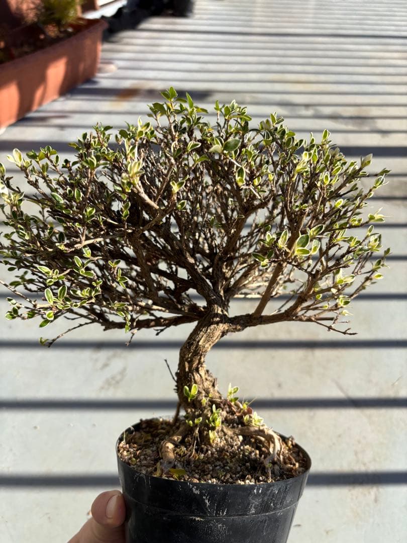 ハクチョウゲ 根上がり