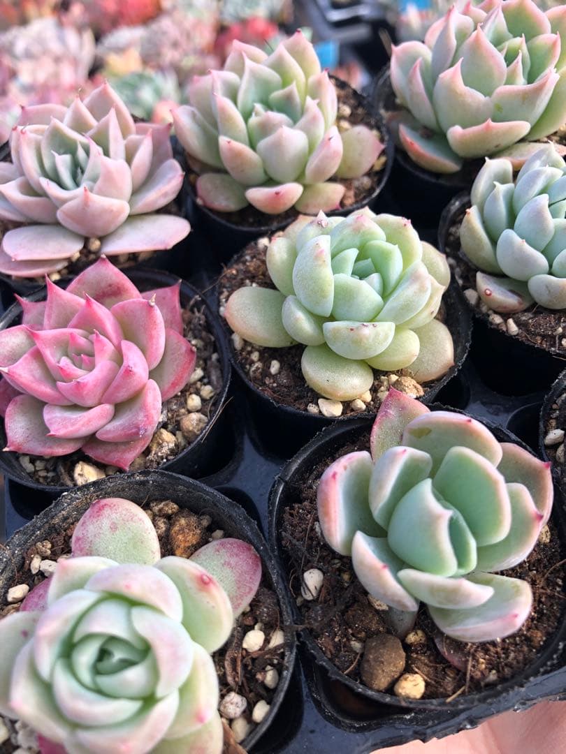 多肉植物 miyaさん苗♡小苗セット