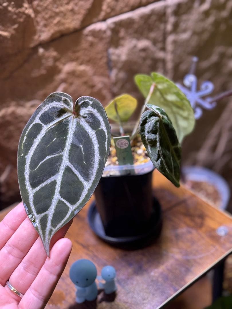 アンスリウム　Red tiger(HU)