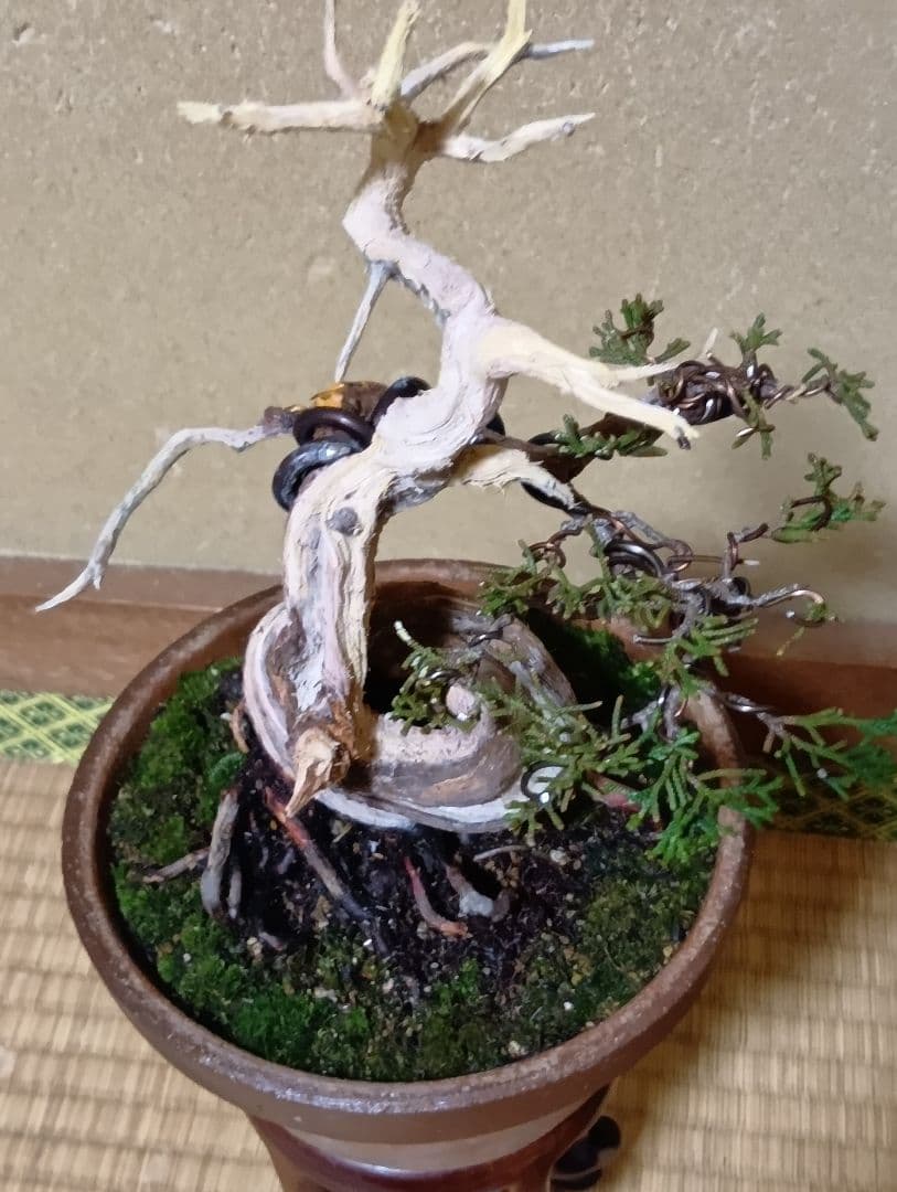 糸魚川真柏