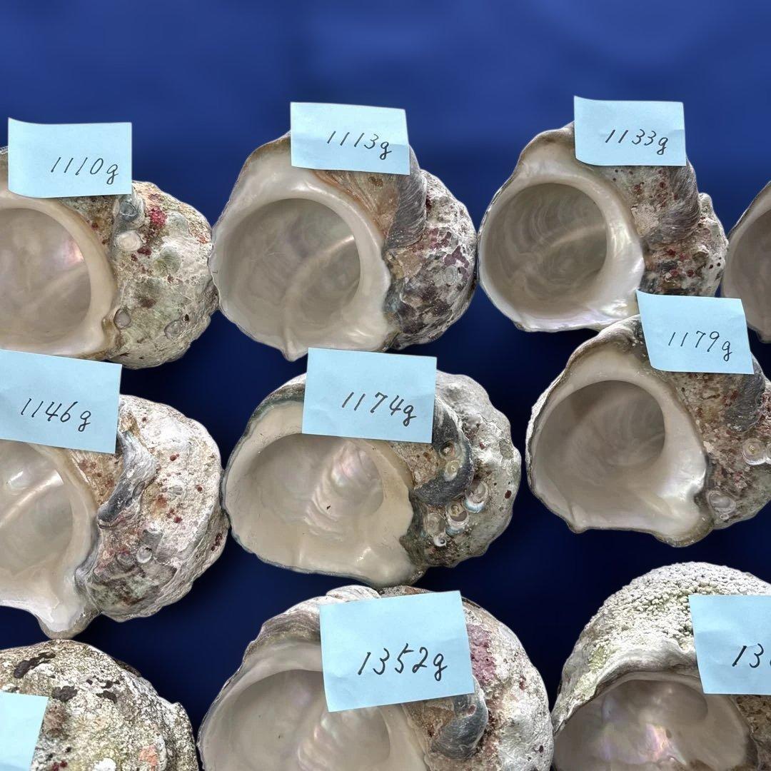 特大夜光貝　ヤコウ貝　まとめ売り　16個 21kg アクセサリー　ルアー