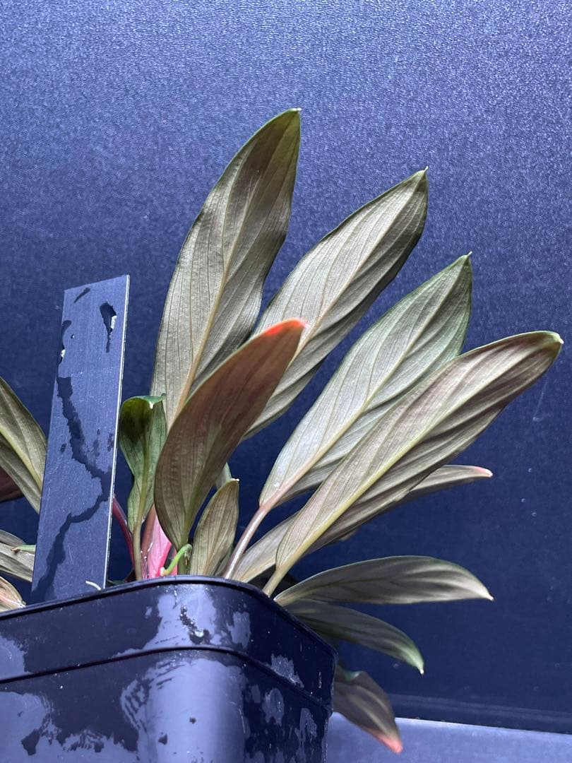 ホマロメナ Homalomena sp. \"濡烏\" 大株　[LA0518-02]