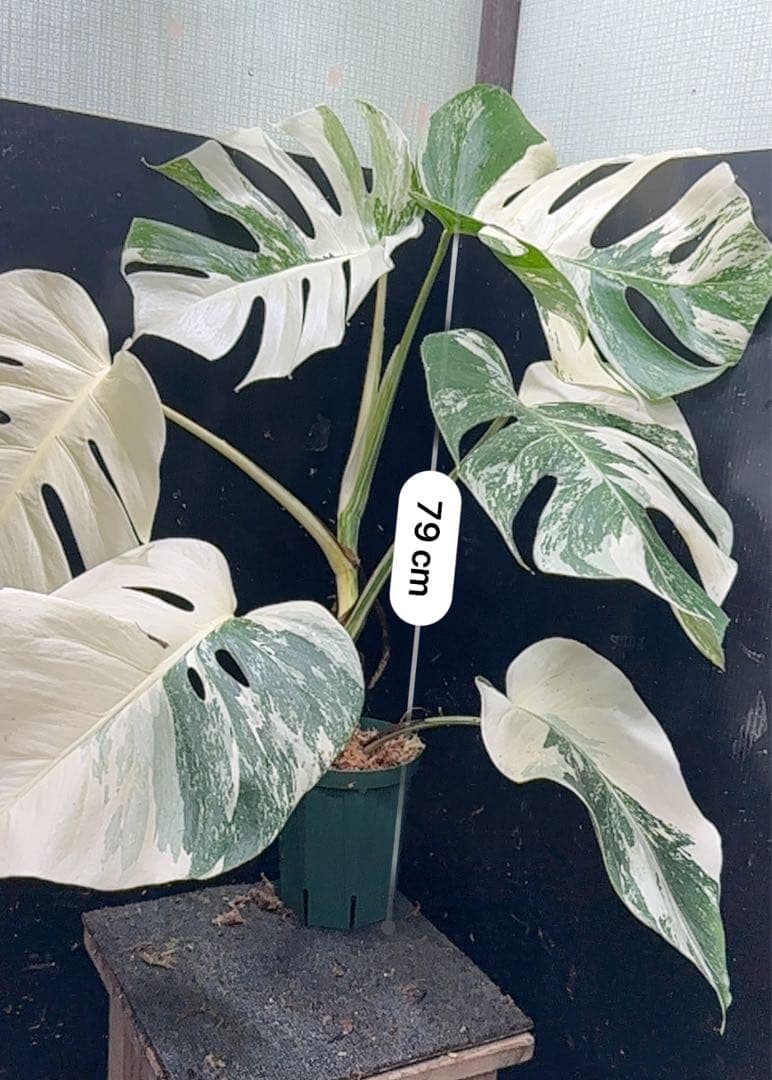 g*3様 斑入りモンステラ ホワイトタイガー極美大株79cm白斑多