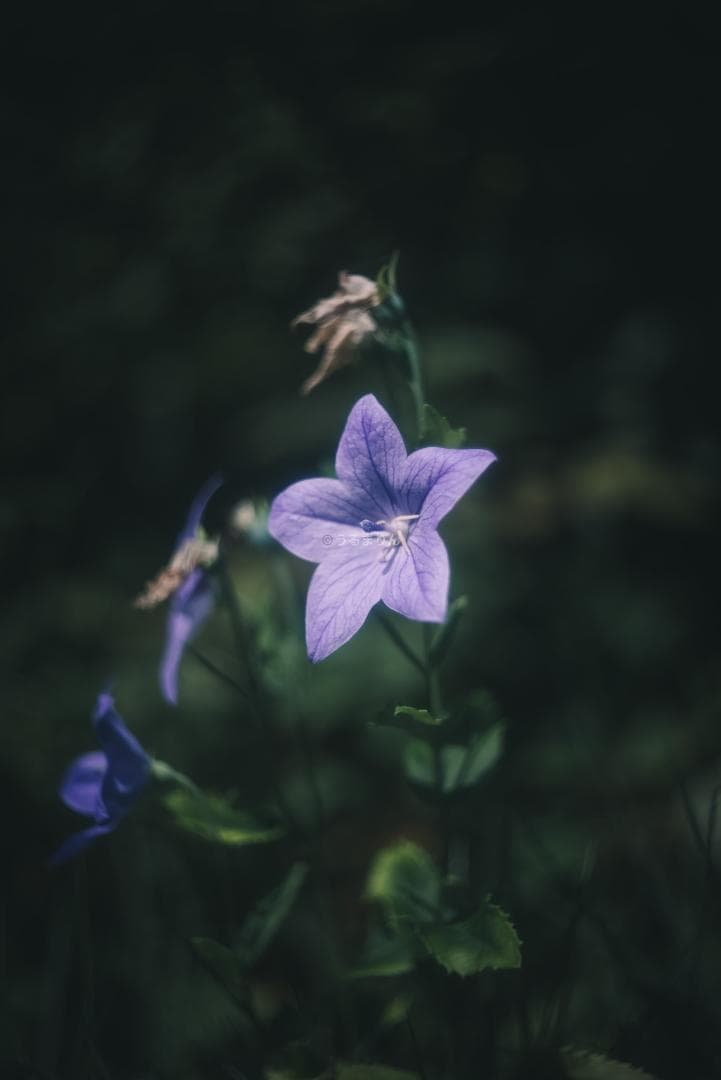 外観美品！希少なニッケル！Leica Nickel Summar 50mm F2