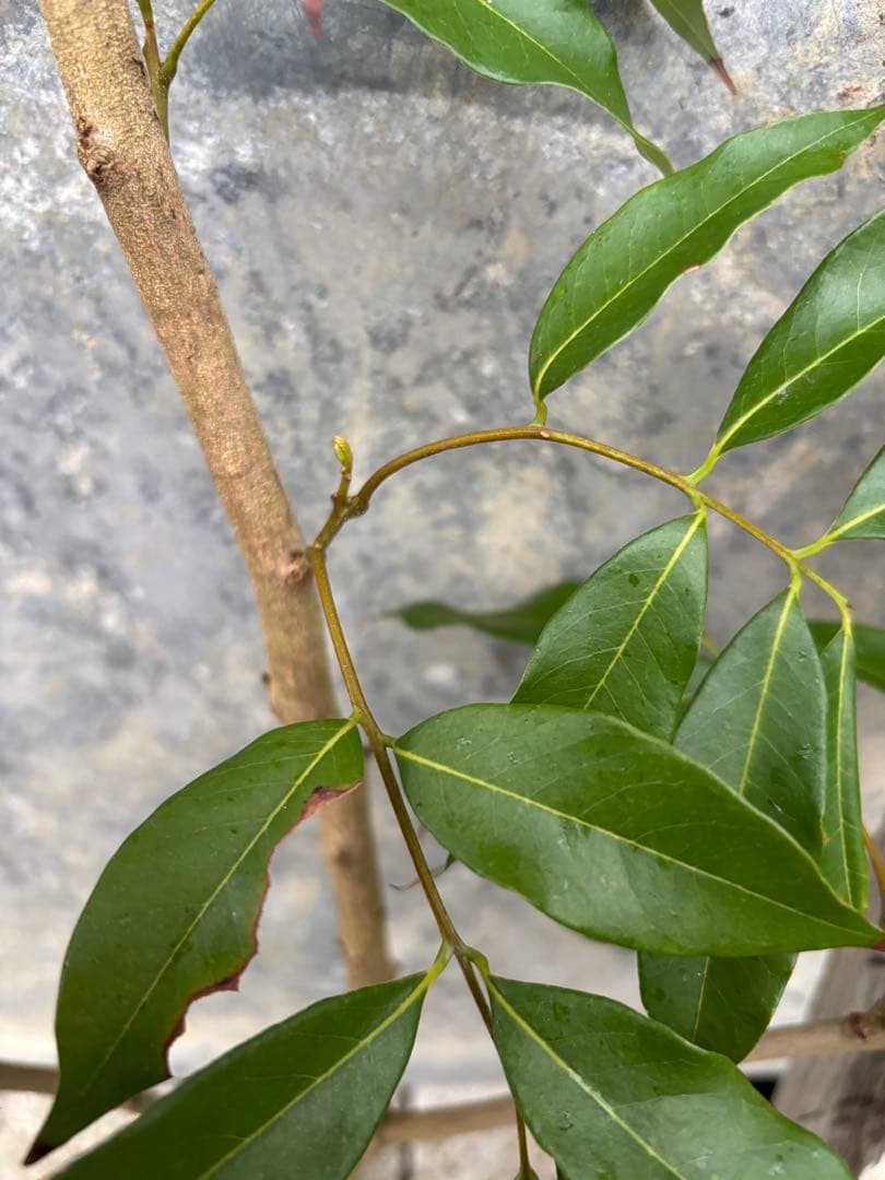 ライチ　玉荷包　取り木苗木　1株