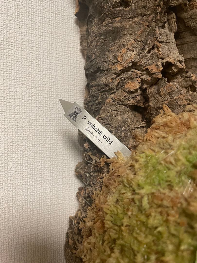 ビカクシダ P.veitchii wild ビカクマフィア