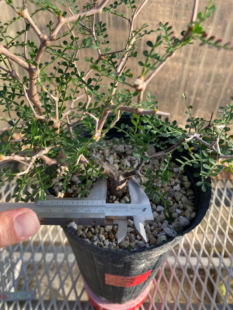 オペルクリカリア・パキプス(根挿し)No3