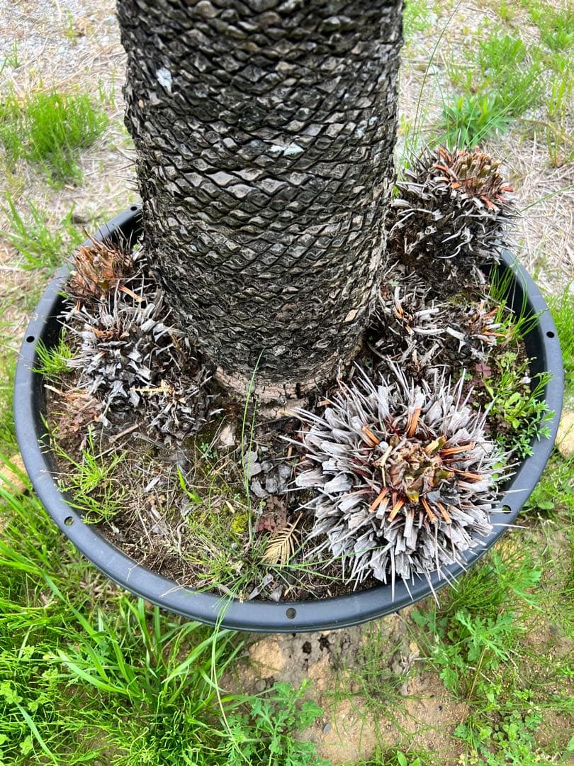 ソテツ　鉢植え　約1.2m