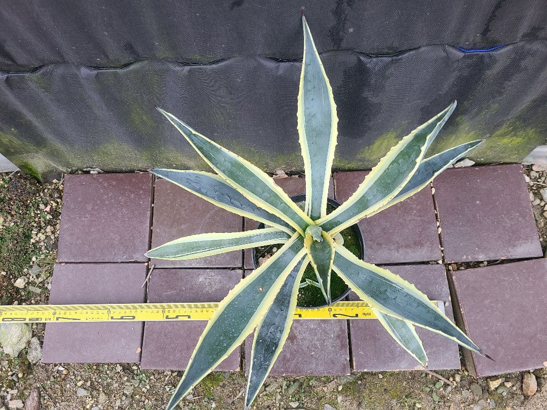 アガベ アメリカーナ バリエガータ7号鉢良型株