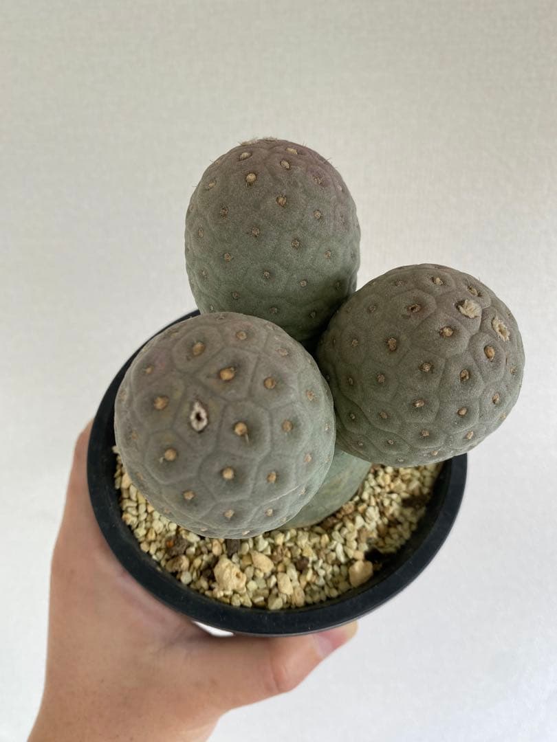 テフロカクタス ゲオメトリクス 胴太株