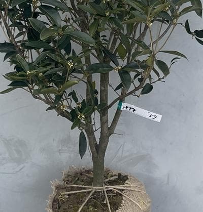 《現品》四季咲きモクセイ　樹高1.4ｍ（根鉢含まず）57【白花/苗木/植木】