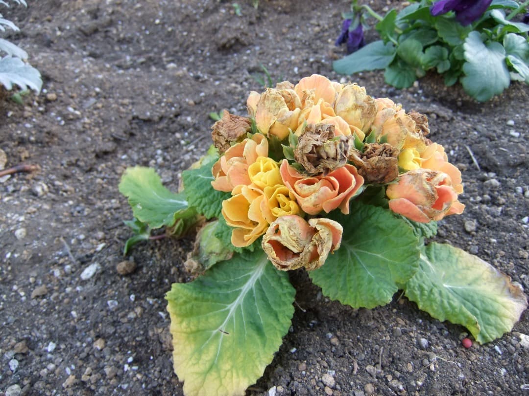 実写美⭕️美品/訳有【動作確認済】FUJIFILM FINEPIX F70EXR