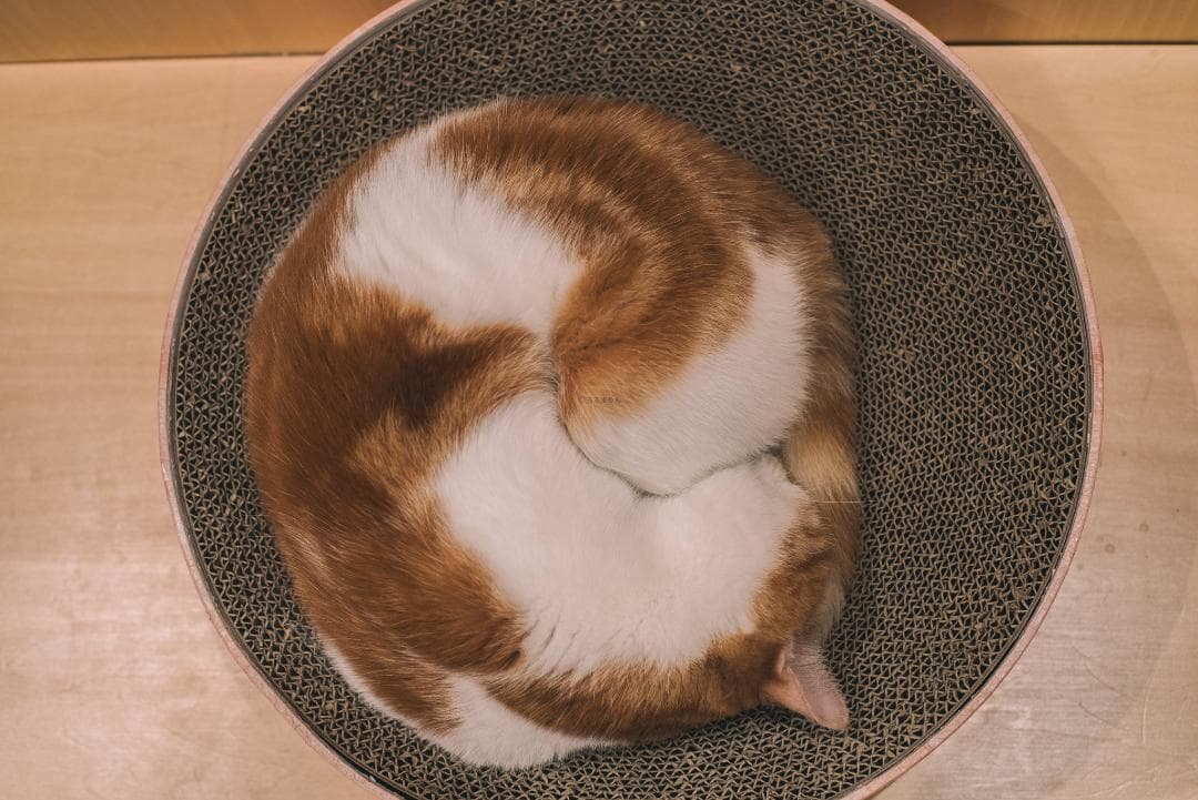 デジタル一眼対応！SMC PENTAX-A 50mm F1.4