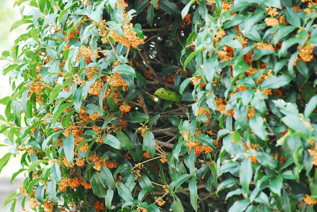 ニコン 三大銘玉 80-200 F2.8 ED プロ愛用 名玉レンズ 明るい望遠