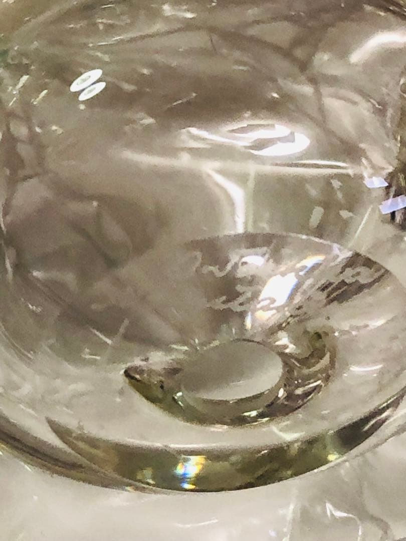 イッタラ　バード　シエッポ　ヴィンテージ クリア