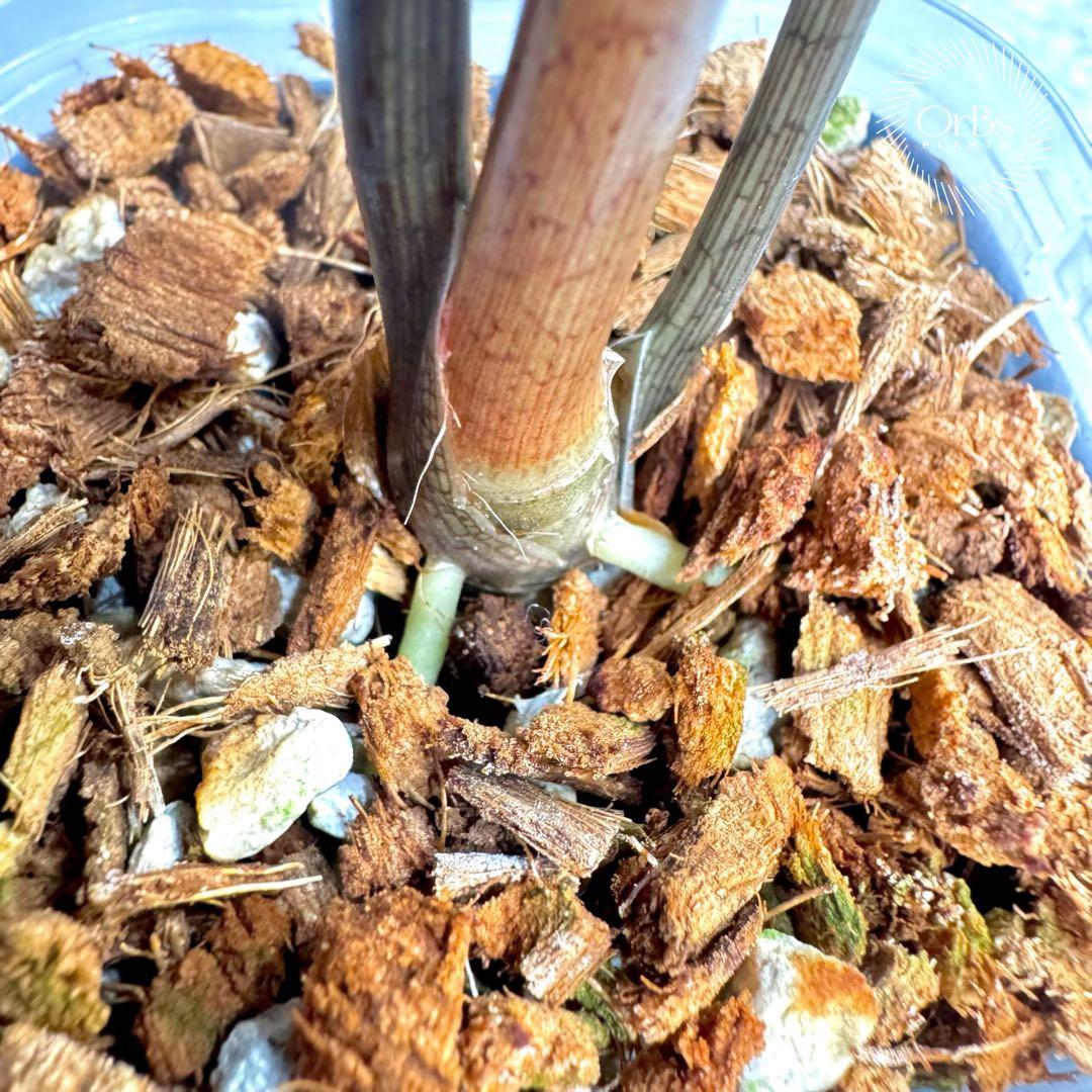 掲載最終日セール【芋付き】アロカシア ノビリス ピンク斑入り 中株サイズ