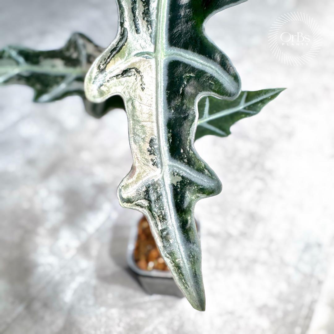 掲載最終日セール【芋付き】アロカシア ノビリス ピンク斑入り 中株サイズ