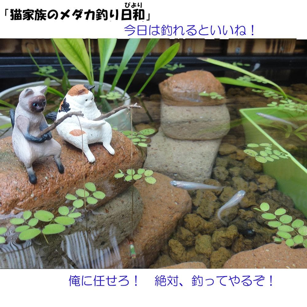 高さの有るビオトープ 60L　トロ舟＆木枠セット（3D防鳥網付き・棚付き）