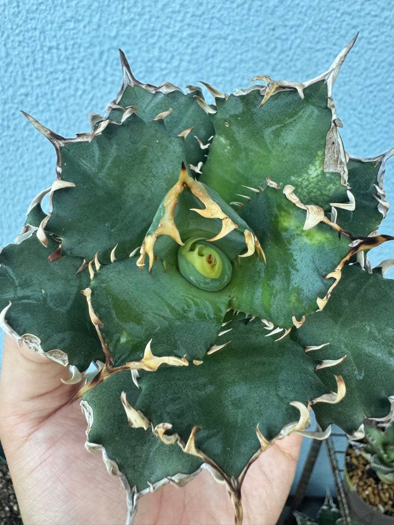 アガベ オアハカ オテロイ 現地球 発根済