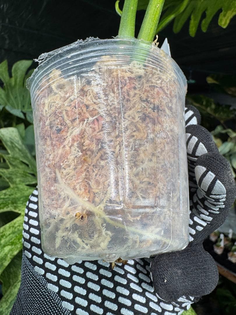 KN3 フィロデンドロン　キティナ　健康株