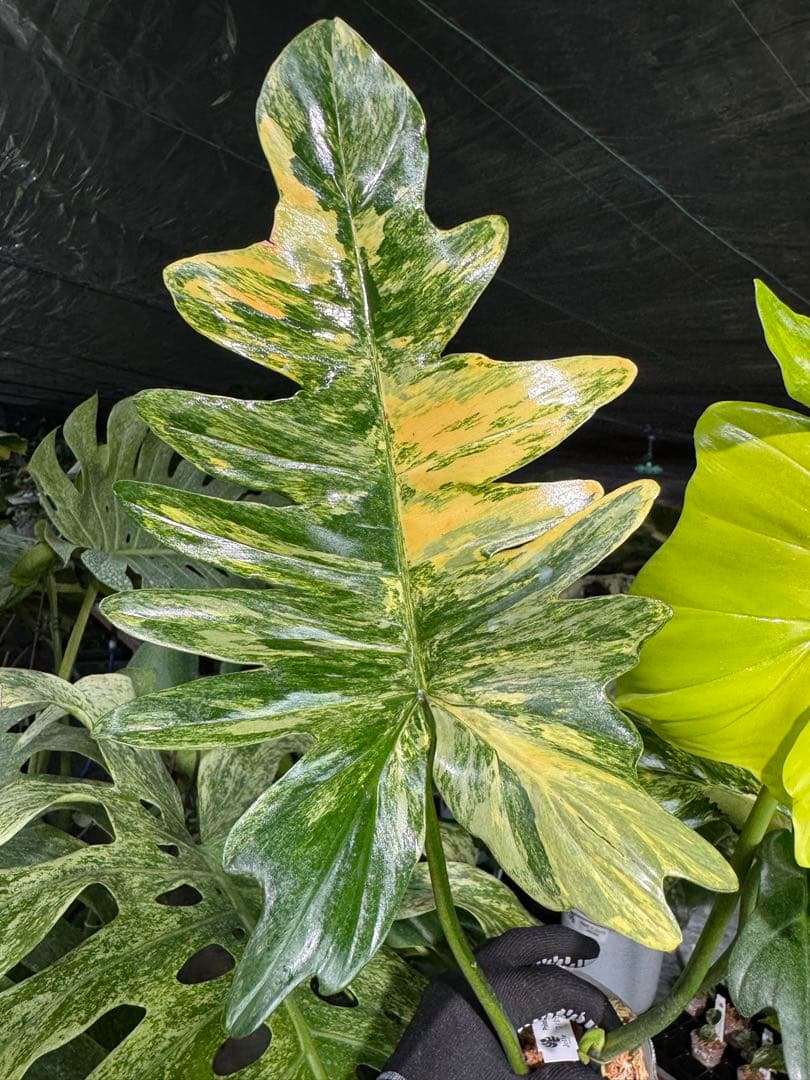 KN3 フィロデンドロン　キティナ　健康株