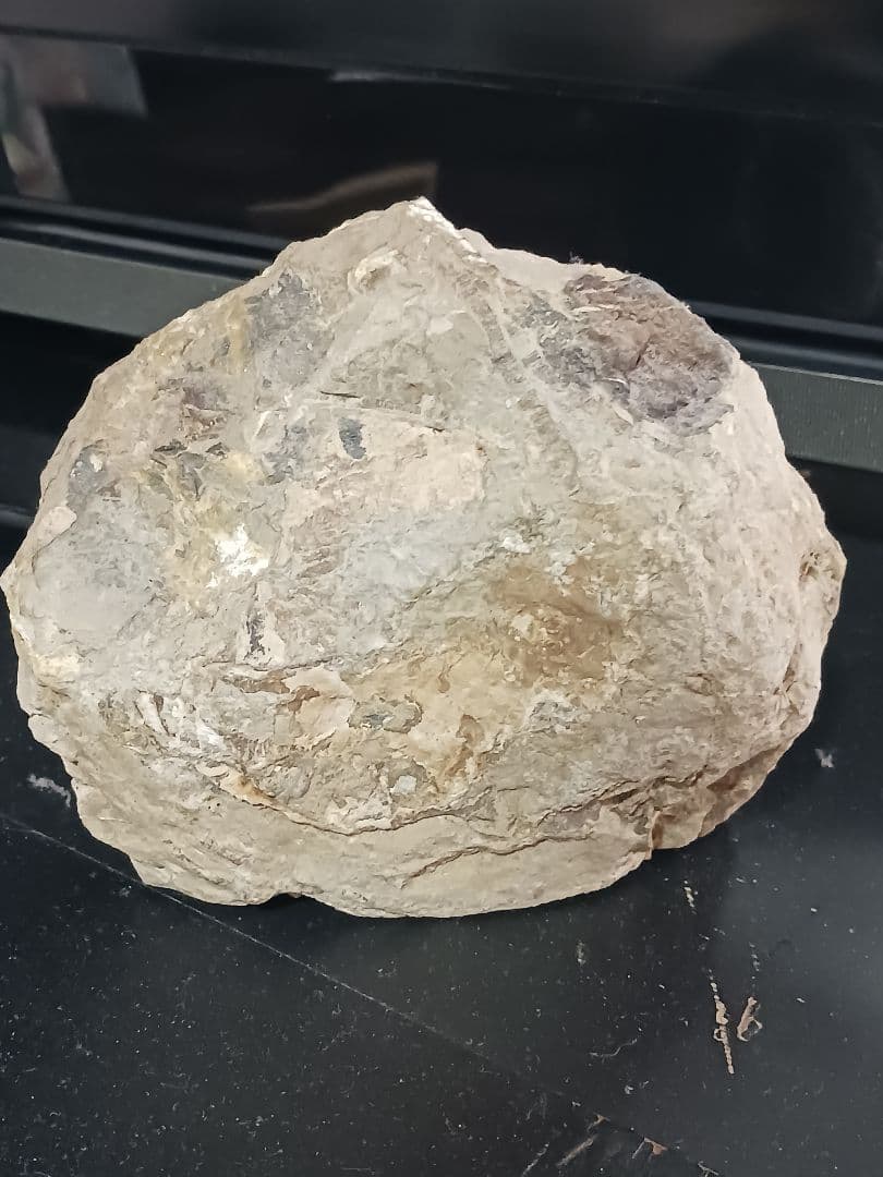 アンモナイト化石の置物