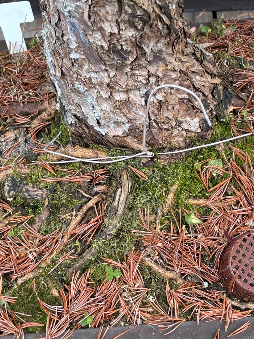 夜*き様 ★盆栽★ 赤石五葉松　E-15 樹齢100年以上　★愛媛県より発送★