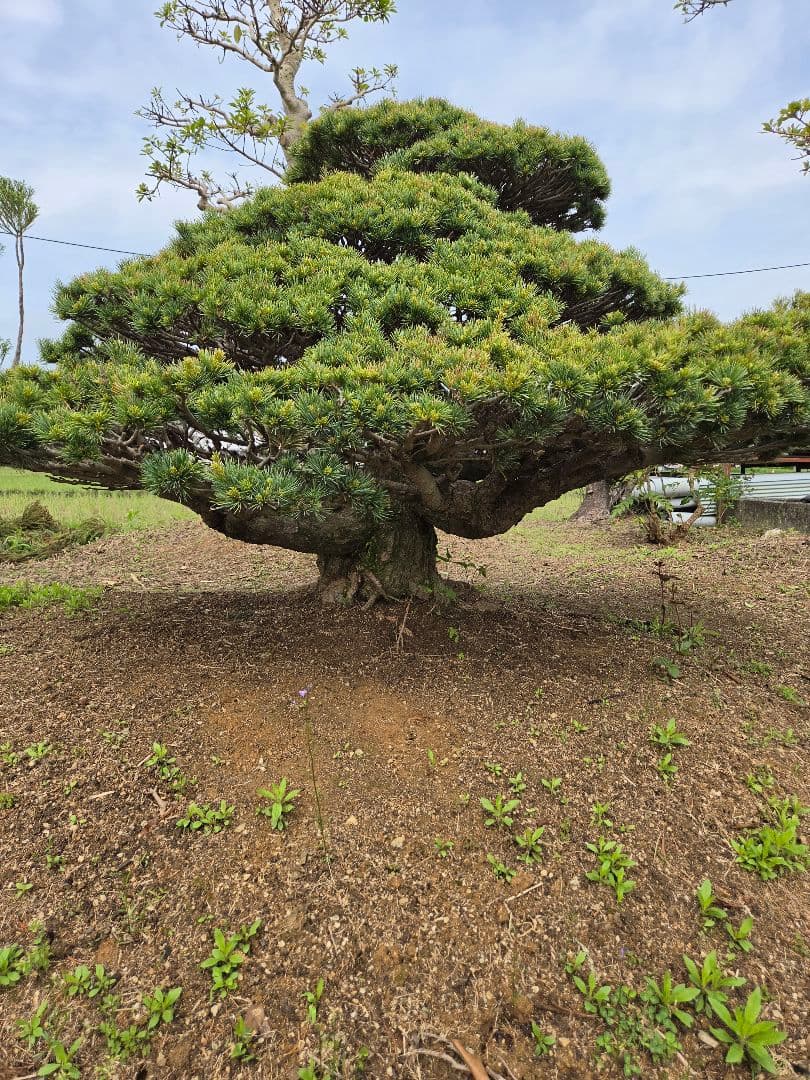 八房五葉松（かなり古い木幹直径45cm）
