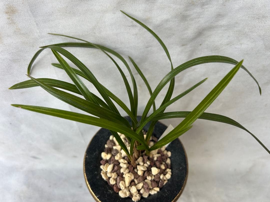 韓国春蘭★紅鈴★豆赤花★豆花★交配種★円弁★5本