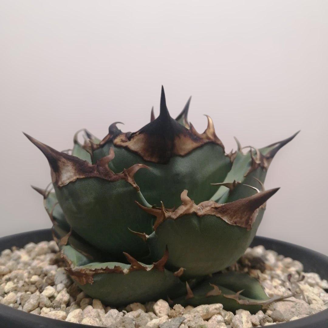 アガベチタノタ　トリケラトプス