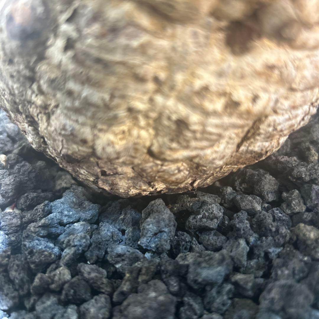 中型 塊根植物 黒鉢　パキプス