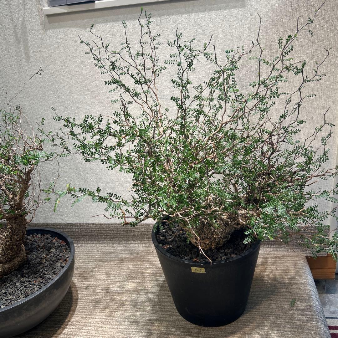 中型 塊根植物 黒鉢　パキプス