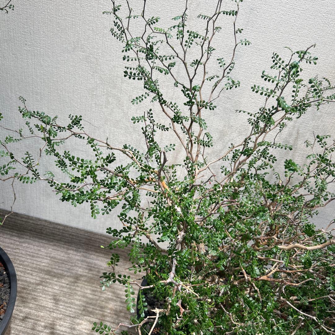 中型 塊根植物 黒鉢　パキプス