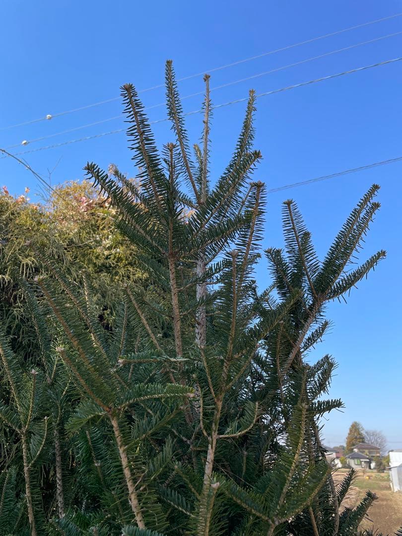 庭木　もみの木　ウラジロモミノキ　樹高約２８０センチ　引取り歓迎　久喜市　配達可