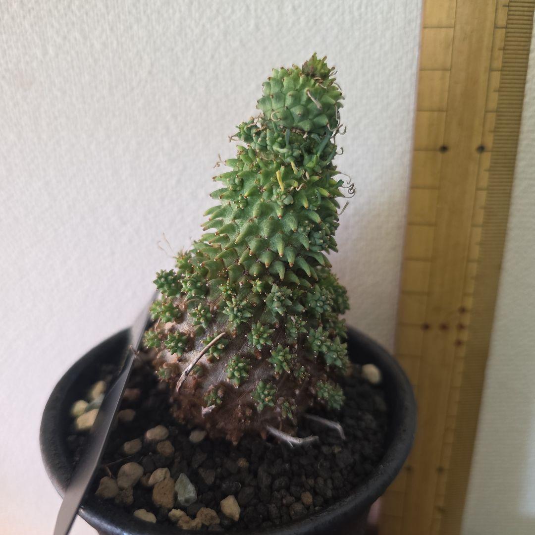 Euphorbia multiceps ユーフォルビア▪︎ムルチセプス