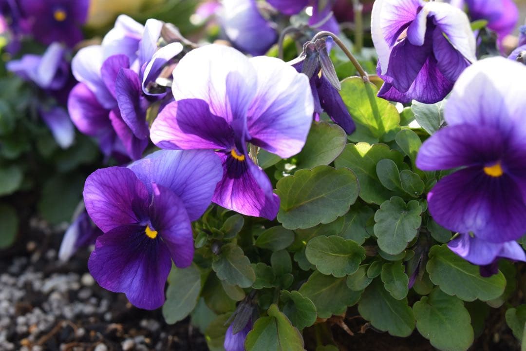 【極美品】ショット数少ない Nikon D5500 WiFi 初心者オススメ