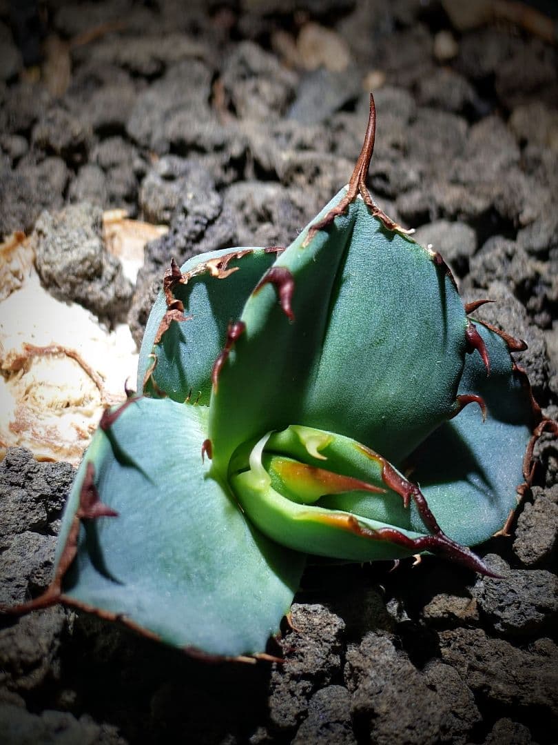 アガベ　チタノタ　dennisB05 子株　青犀牛