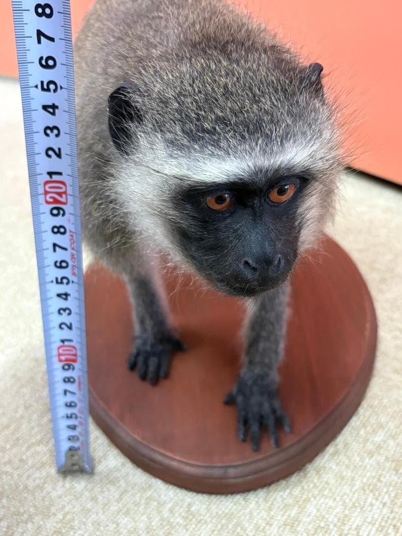 高品質　ベルベットモンキー 全身剥製 ★ A