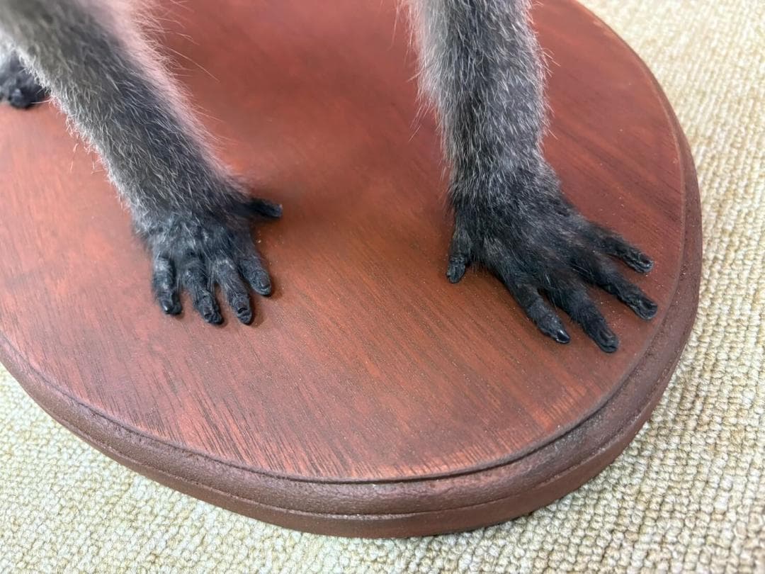 高品質　ベルベットモンキー 全身剥製 ★ A