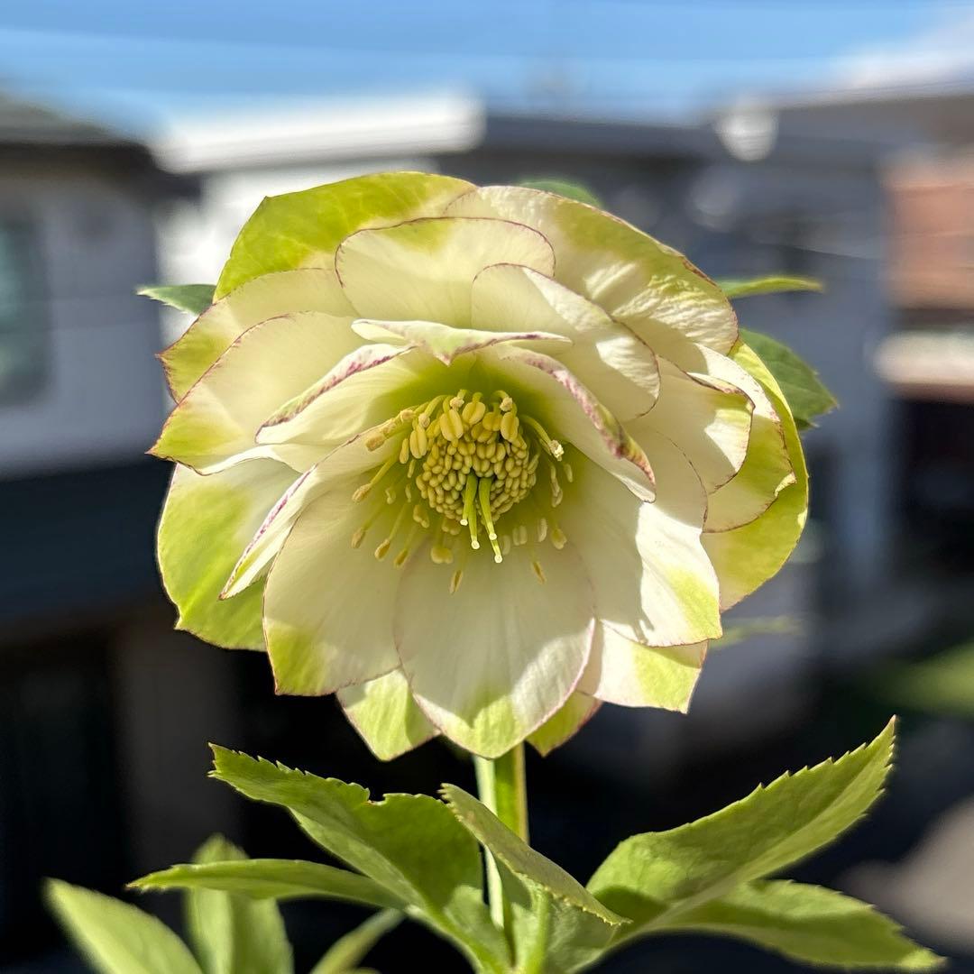 MIYABI　フレグランスグリーン　グリーンリップ　加藤農園　計2苗